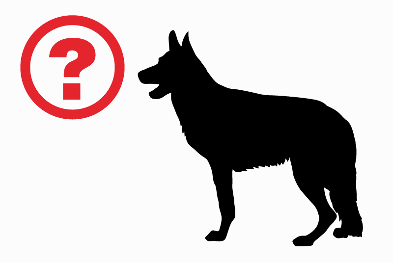 Alerte Découverte Chien  Femelle Coulanges-lès-Nevers France